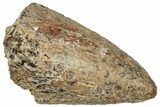 Fossil Dinosaur (Tyrannosaurus rex) Partial Tooth - Wyoming #323973-1